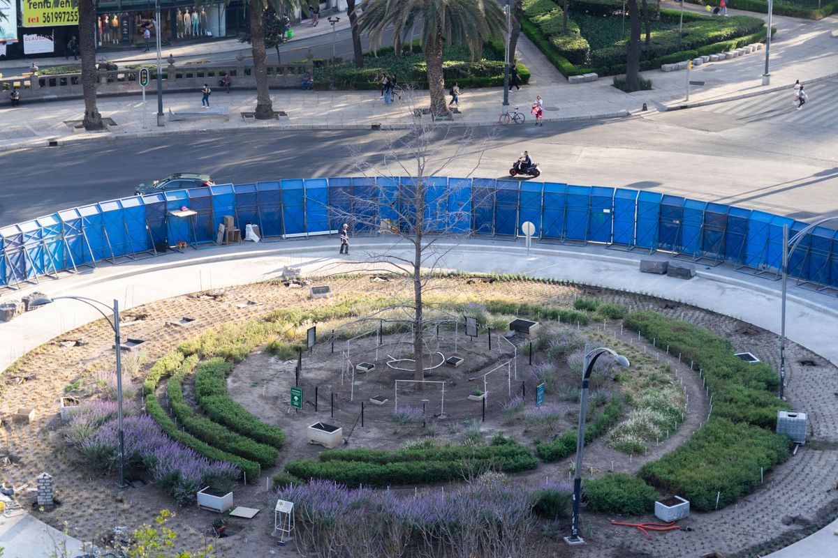 El ahuehuete de Reforma será sustituido por otro árbol de la misma especie