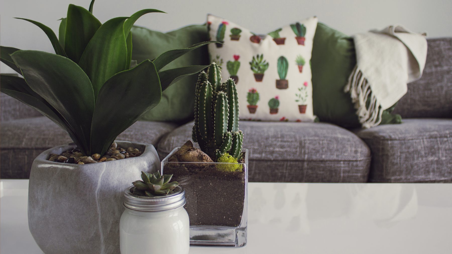 El truco de las plantas para eliminar para siempre el olor a tabaco en casa