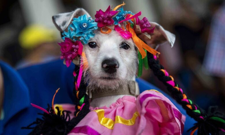 En video: perros disfrazados reciben la bendición del santo de las mascotas
