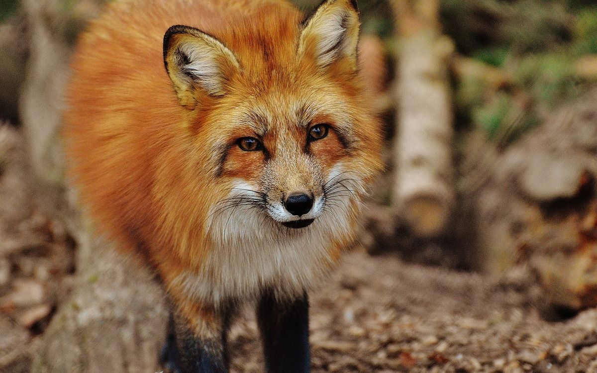 Francia reporta brote de gripe aviar en zorros rojos