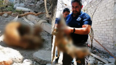 Imágenes Fuertes | Lomito muere amarrado afuera de casa por falta de comida y agua