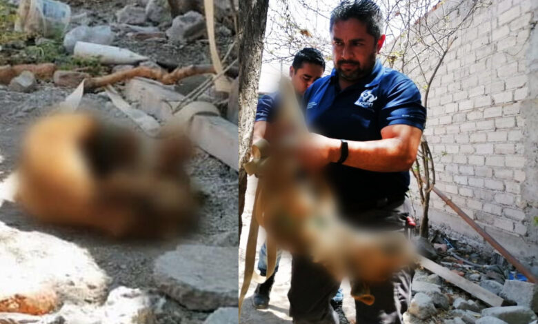 Imágenes Fuertes | Lomito muere amarrado afuera de casa por falta de comida y agua