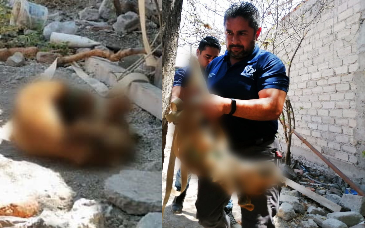 Imágenes Fuertes | Lomito muere amarrado afuera de casa por falta de comida y agua