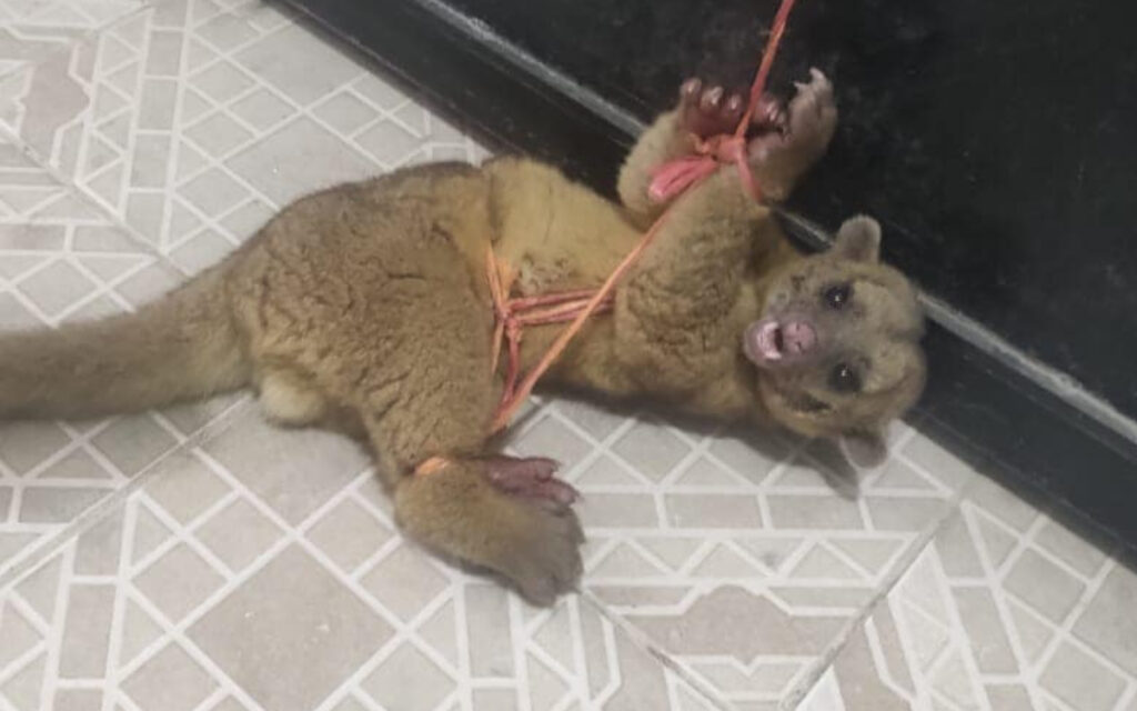 Imágenes fuertes | ¡Indignante! Trabajadores de Acatepec golpean a martucha