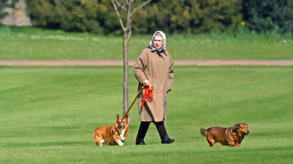Isabel II y los corgis: un apasionado vínculo de nueve décadas en fotografías