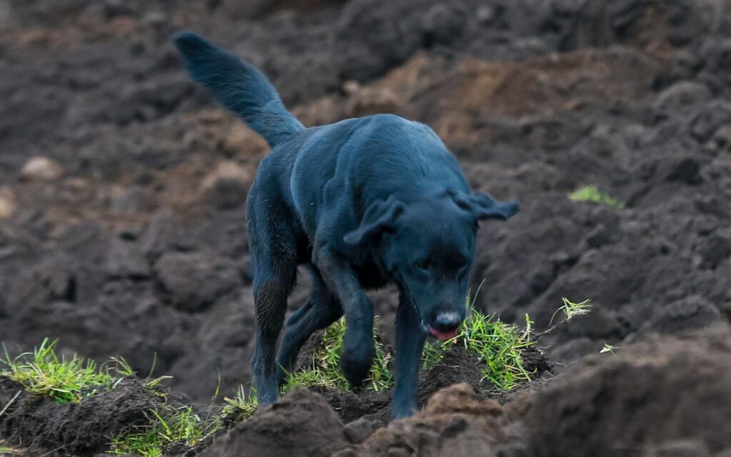 Jacob, el perro que busca a su familia tras deslave en Ecuador