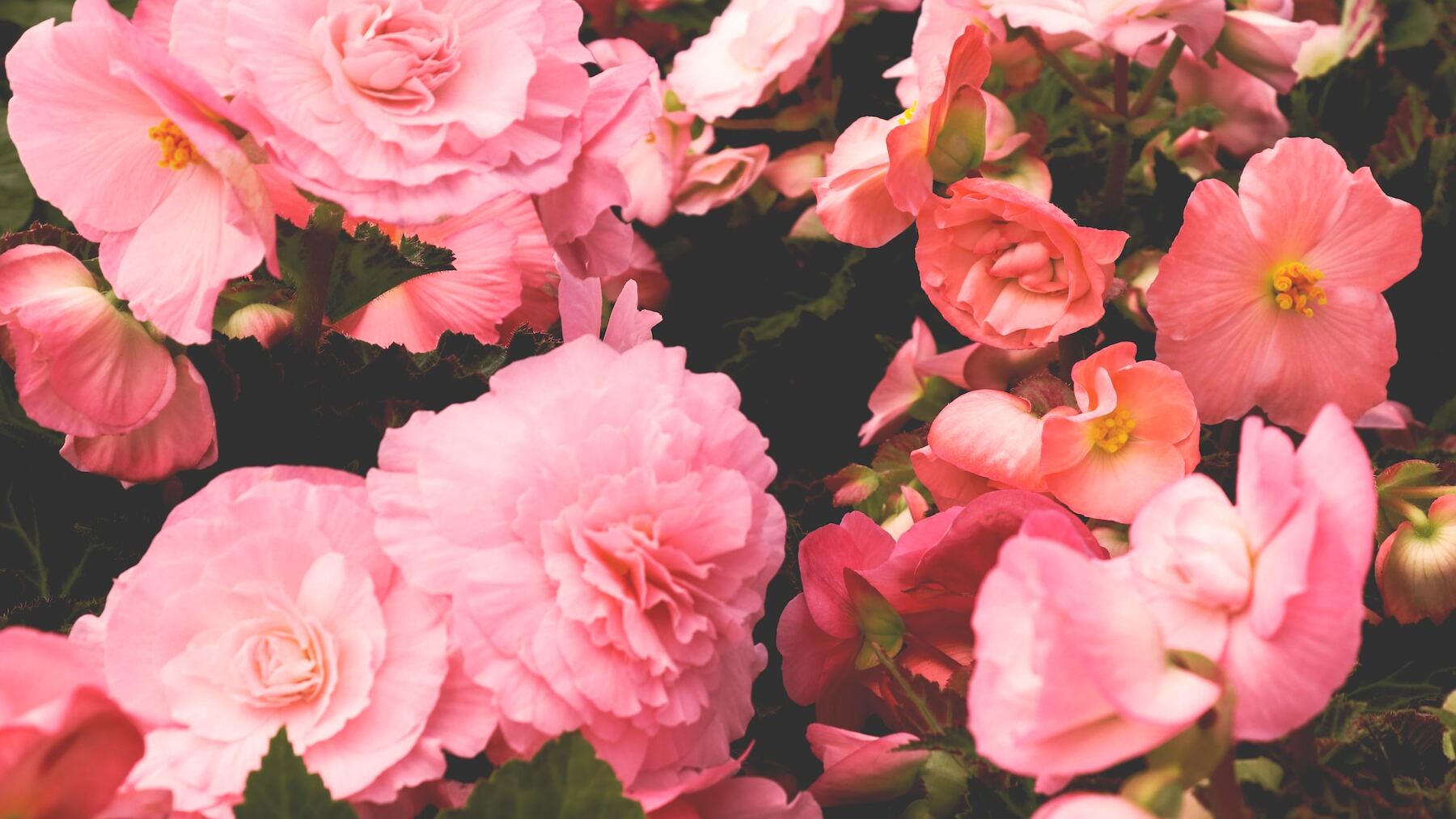 La planta mágica que acaba con la humedad y el moho en tu casa