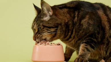 Los nuevos fondos le dan a la marca de comida para gatos Smalls una avenida en el comercio minorista por primera vez