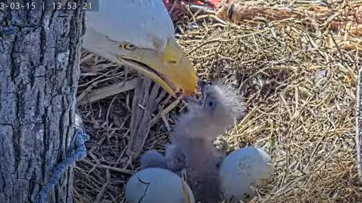 Nace cría de las águilas Rosa y Martin de Dulles Greenway