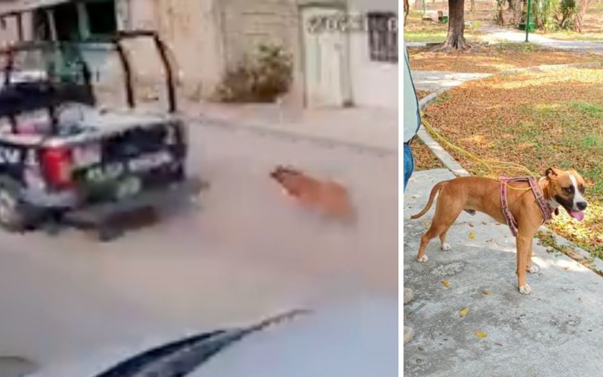 Policías amarran y arrastran a perro desde patrulla | Video