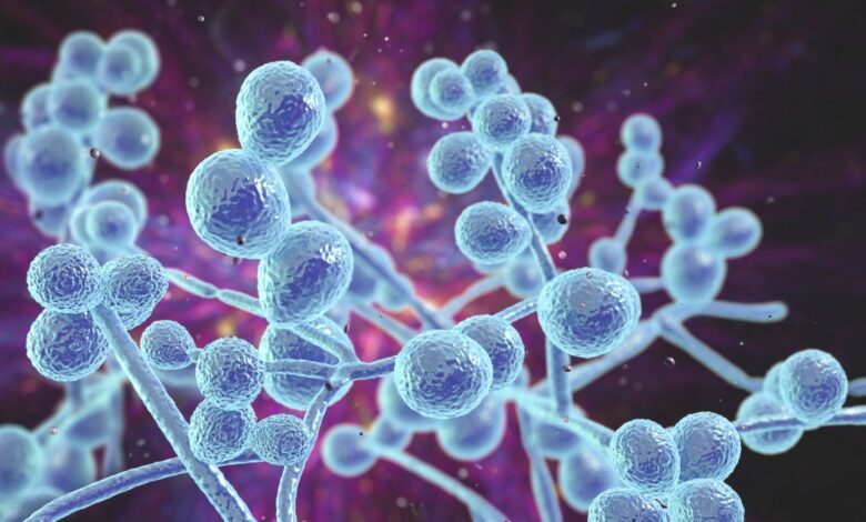 Qué es Candida auris, el hongo mortal que se propaga en EEUU