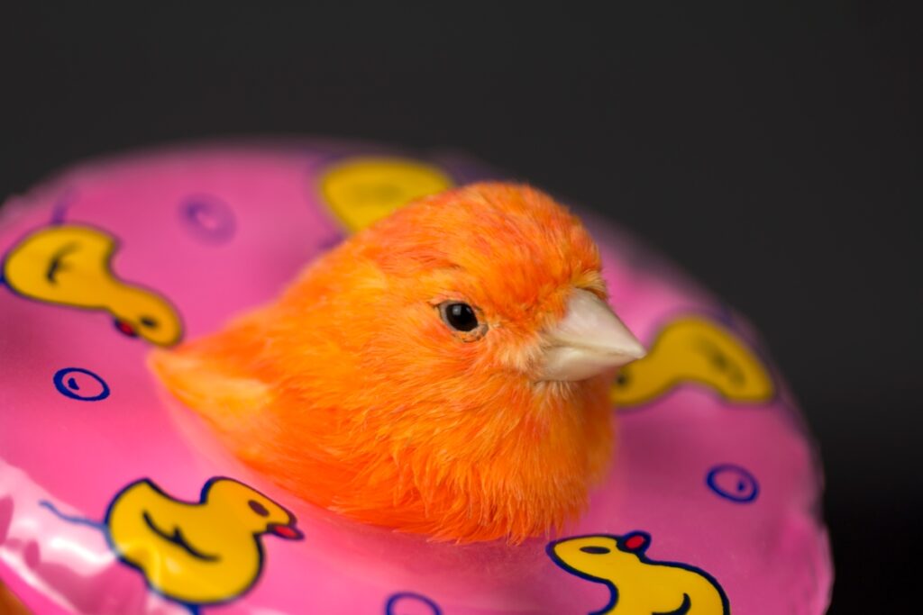 Qwak recauda $12 millones para su plataforma MLOps