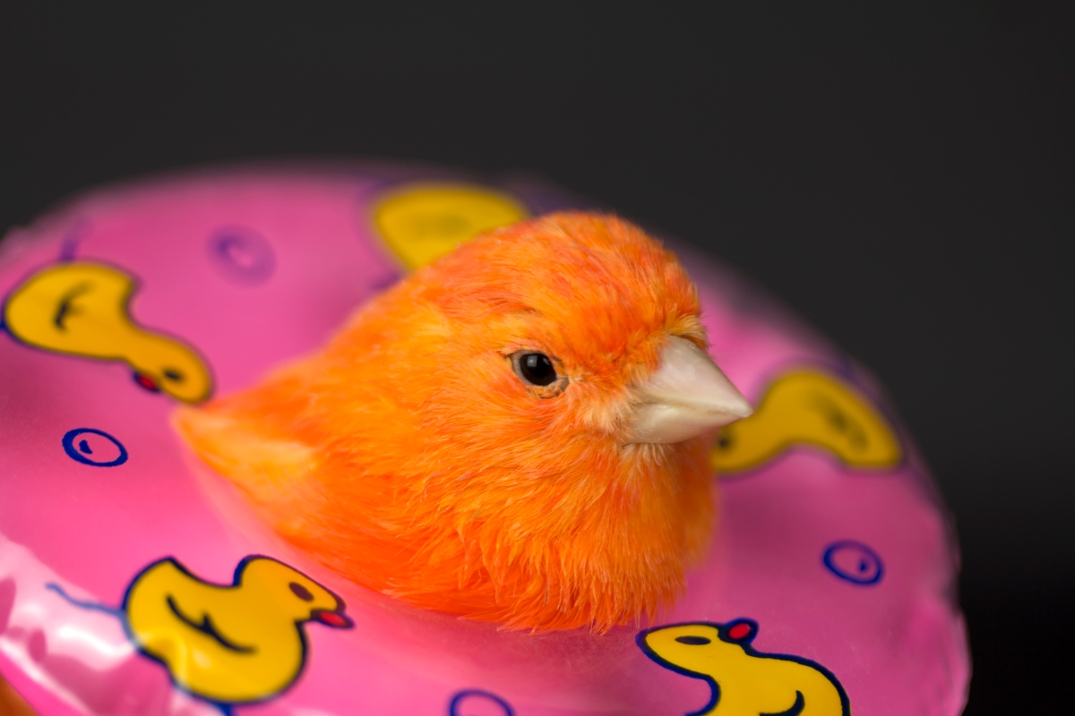 Qwak recauda $12 millones para su plataforma MLOps