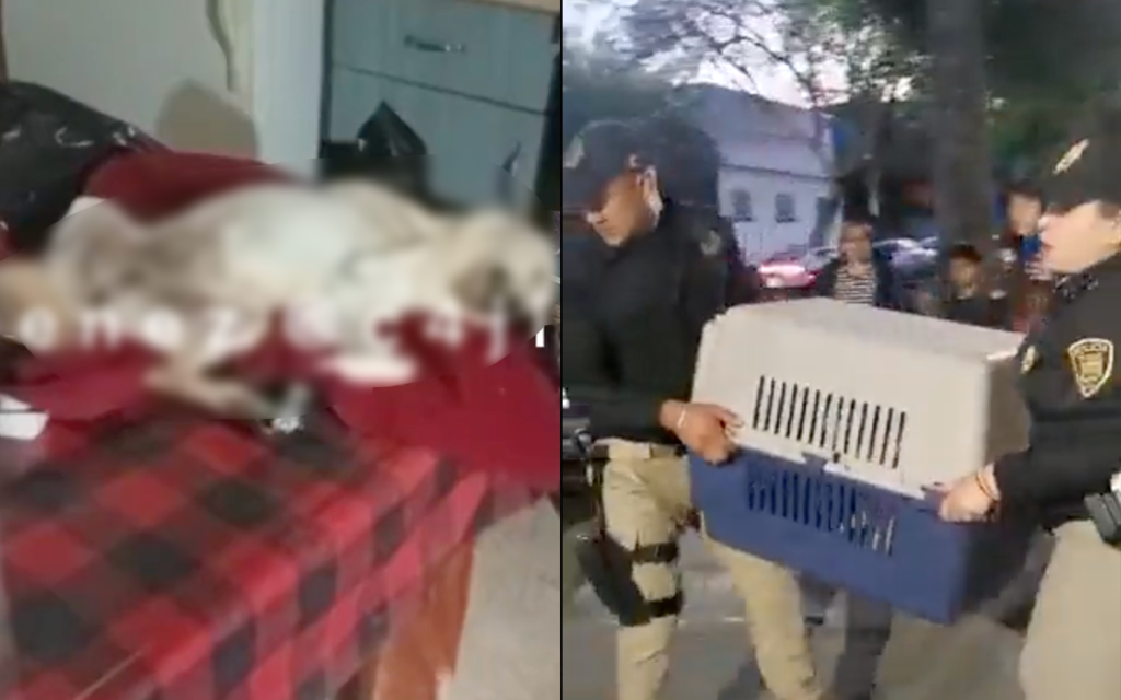 Rescatan a perritos de supuesto refugio que los maltrataba y dejaba morir