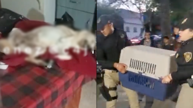 Rescatan a perritos de supuesto refugio que los maltrataba y dejaba morir