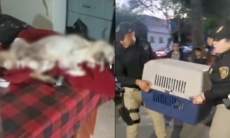 Rescatan a perritos de supuesto refugio que los maltrataba y dejaba morir
