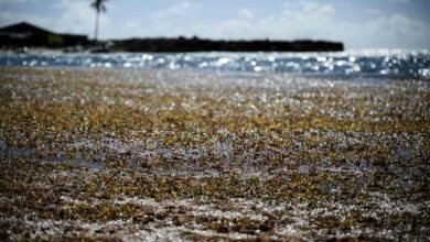 Startup dice que las algas marinas que se precipitan hacia Florida tienen un resquicio de esperanza