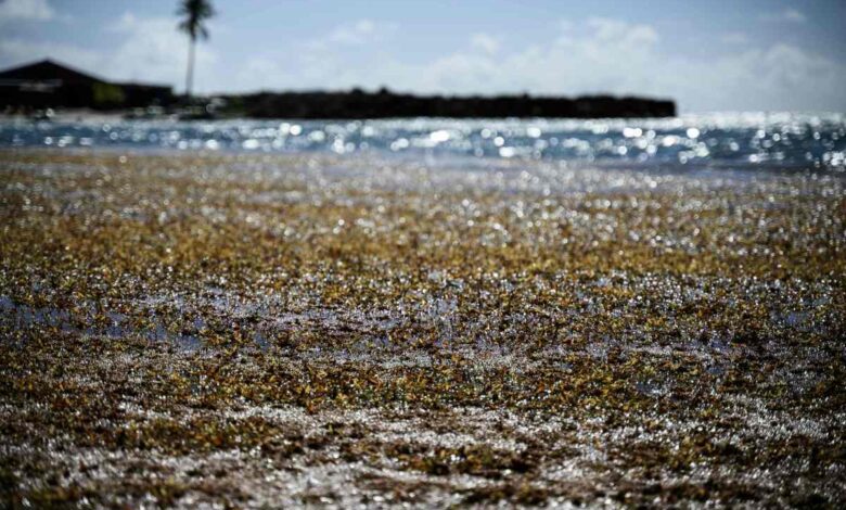 Startup dice que las algas marinas que se precipitan hacia Florida tienen un resquicio de esperanza
