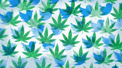 Tweet, tweet, pass: Twitter desbloquea una oportunidad de crecimiento en ciernes para las nuevas empresas de cannabis