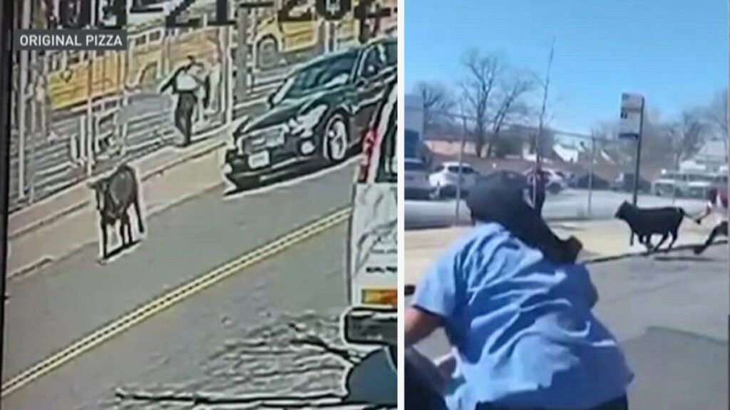 Vaca escapa de matadero y corre libre por calles de Brooklyn