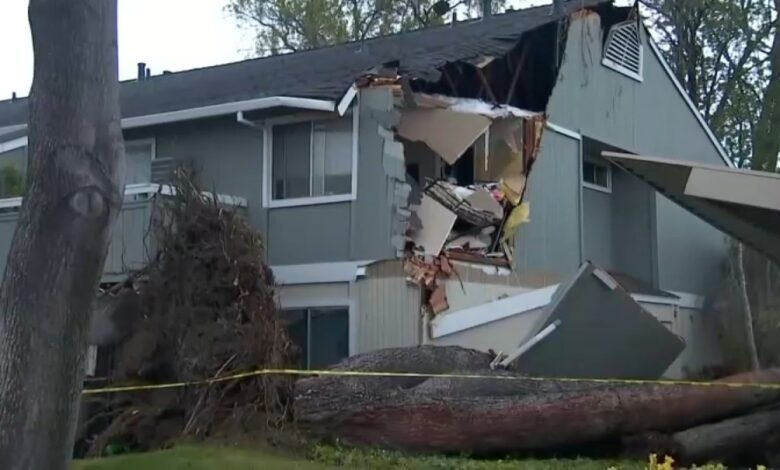 árbol cae sobre complejo de apartamentos