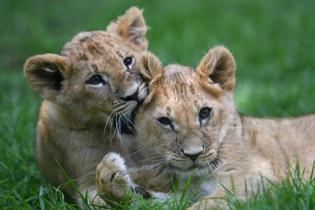 crudo?  Recargas de iones de litio verdes con 20,5 millones de dólares para escalar su tecnología de reciclaje