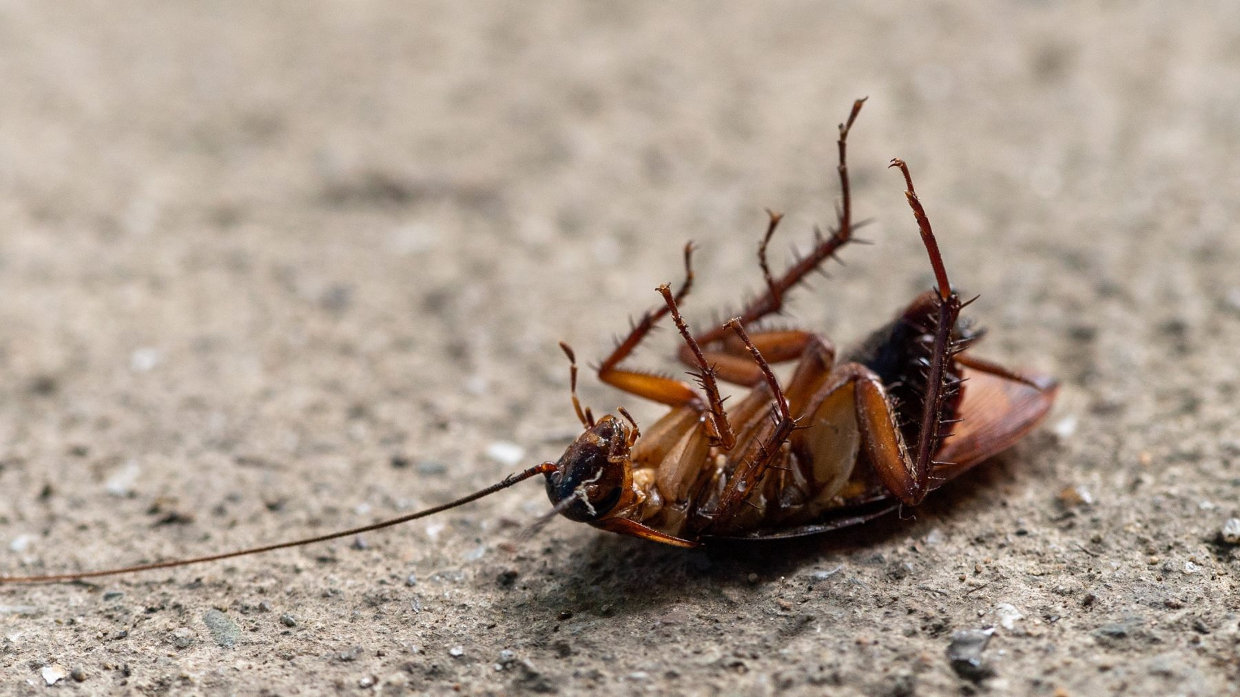 el truco más efectivo para que no salgan en primavera