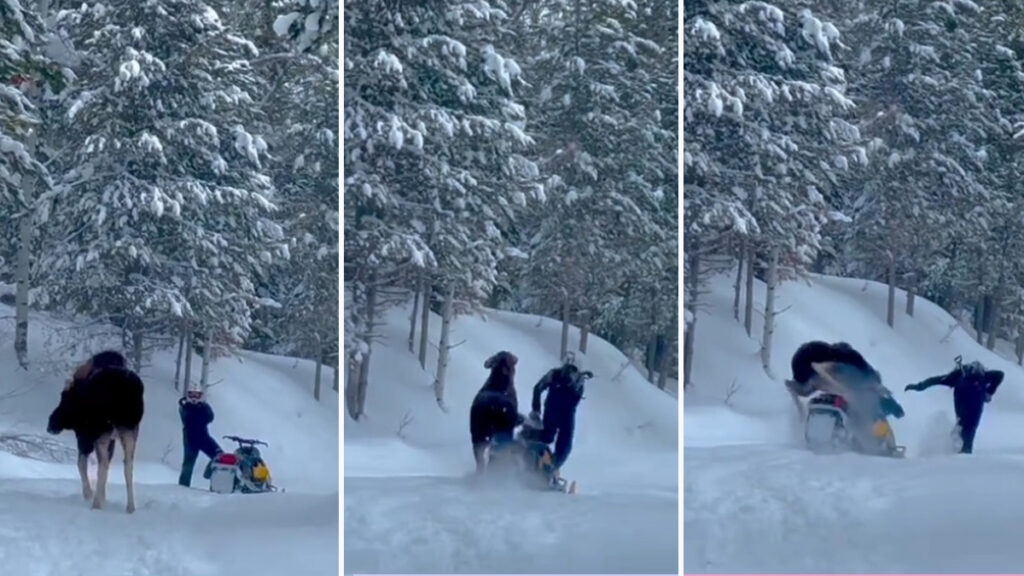 encuentro con alce se torna violento en segundos