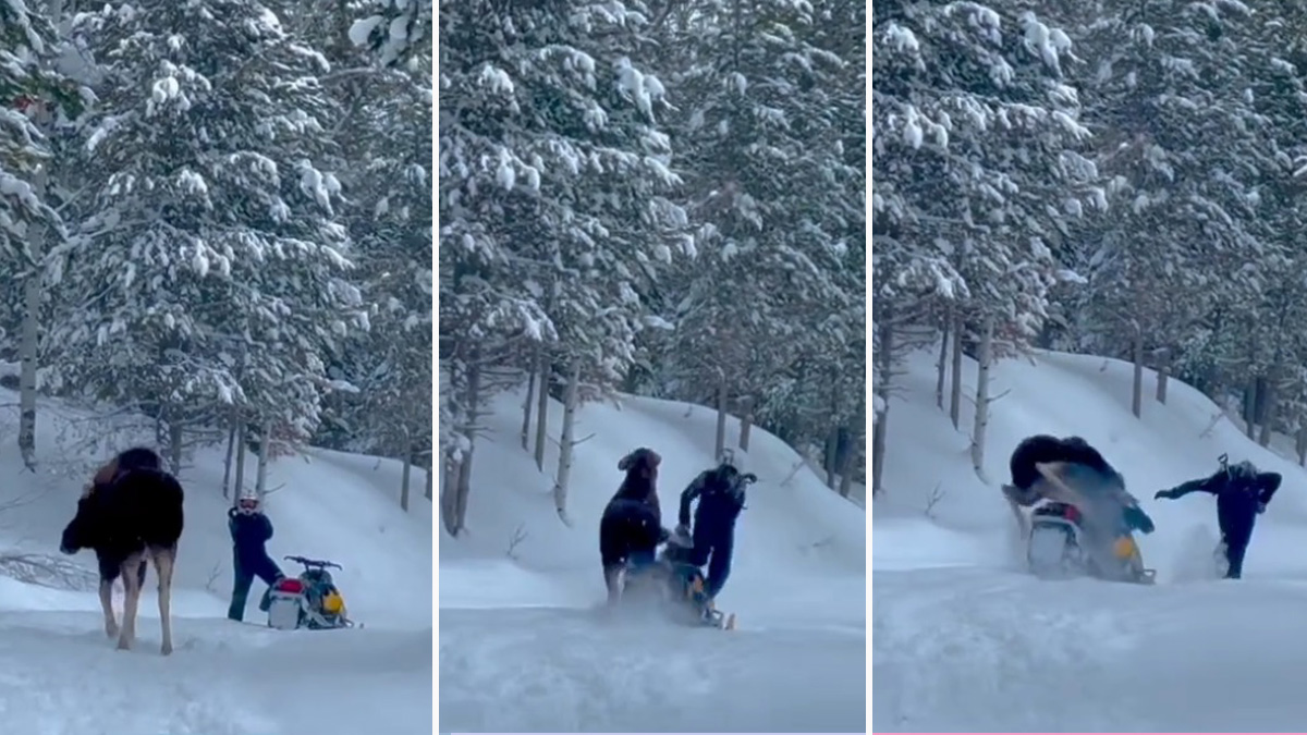 encuentro con alce se torna violento en segundos