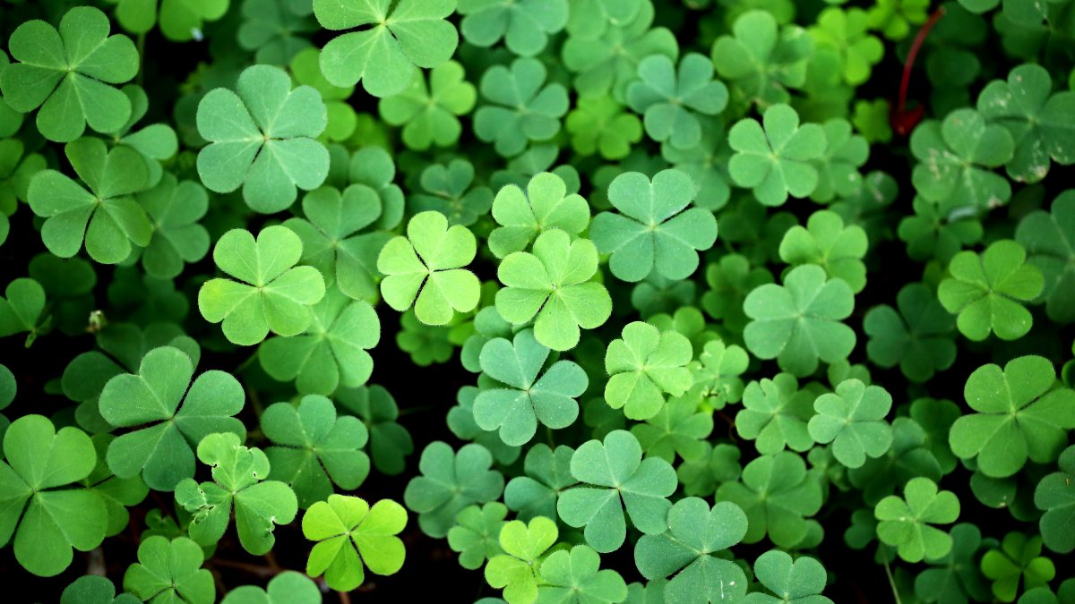 por qué se consideran de buena suerte