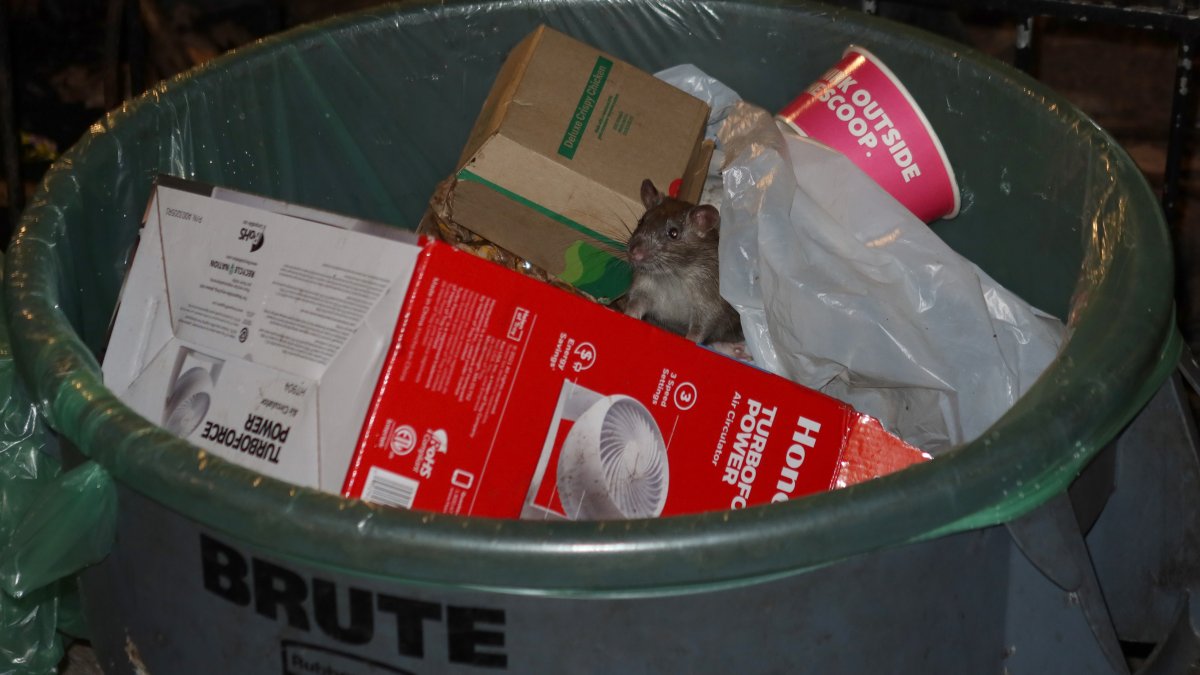 ratas de NYC podrían ser portadoras de COVID-19