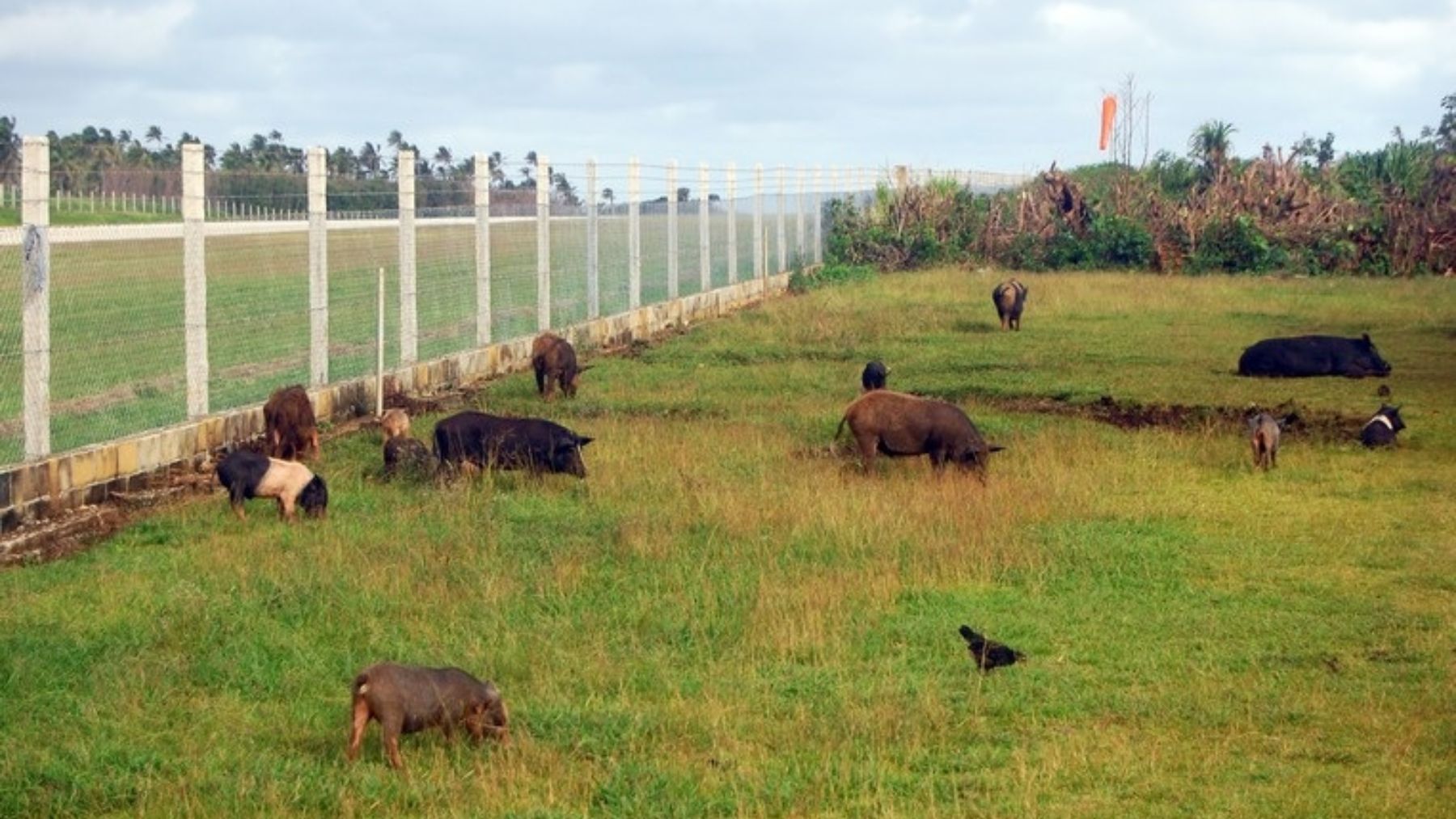 ¿Por qué han puesto cerdos en el aeropuerto de Ámsterdam?