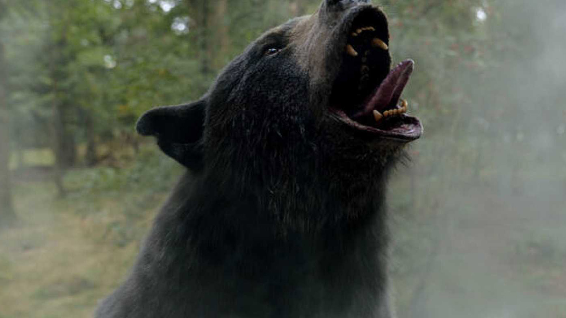 ‘Oso vicioso’: la historia real detrás del estreno más bizarro del fin de semana