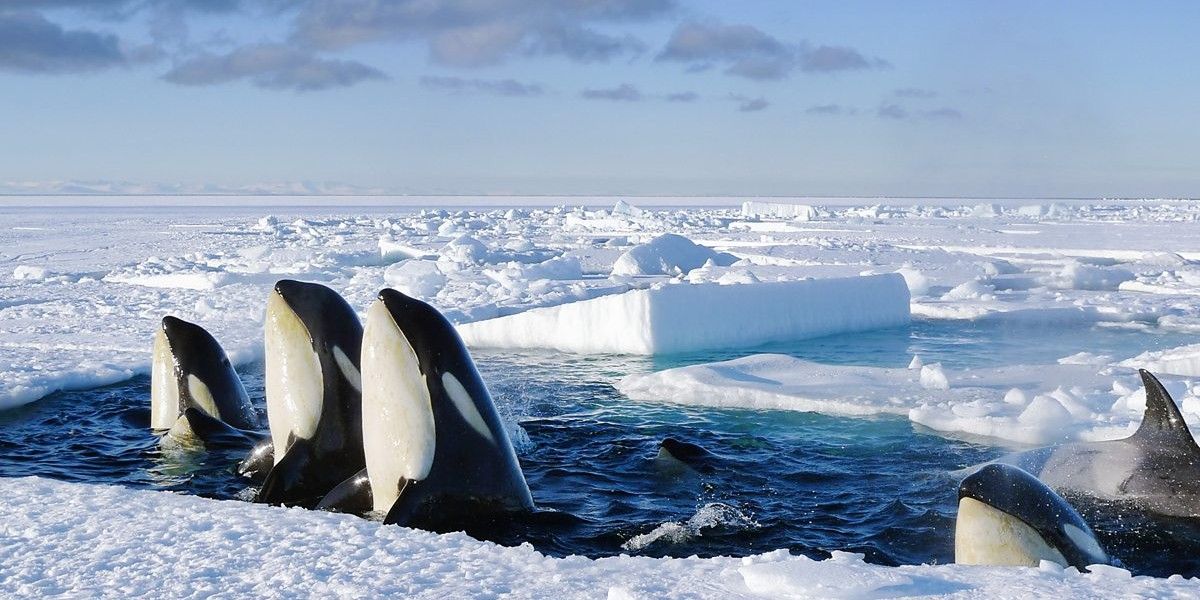 Ballenas del Planeta Congelado en el Ártico