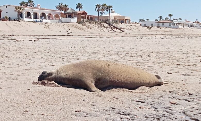 Ayudan a elefante marino a regresar al mar tras quedar varado en Sonora