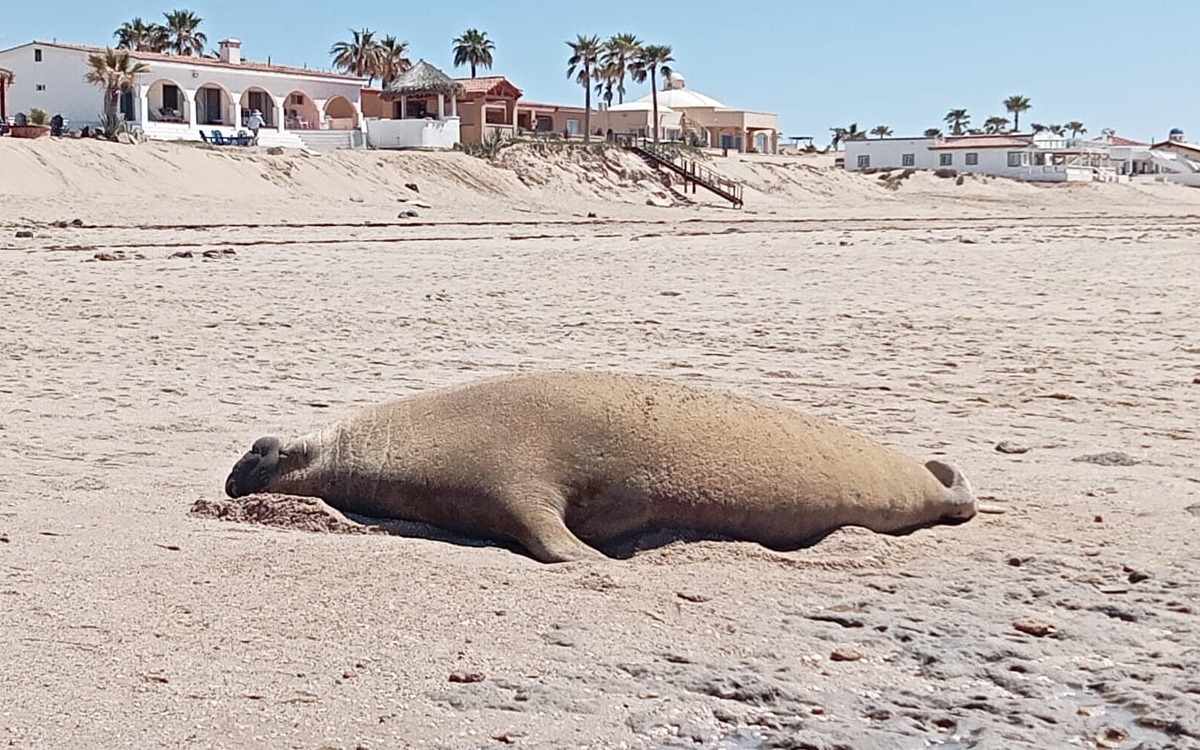 Ayudan a elefante marino a regresar al mar tras quedar varado en Sonora