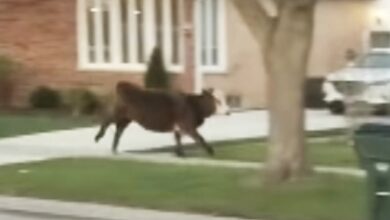 Broma senior que salió mal termina con vaca suelta por un vecindario de Niles, según la policía