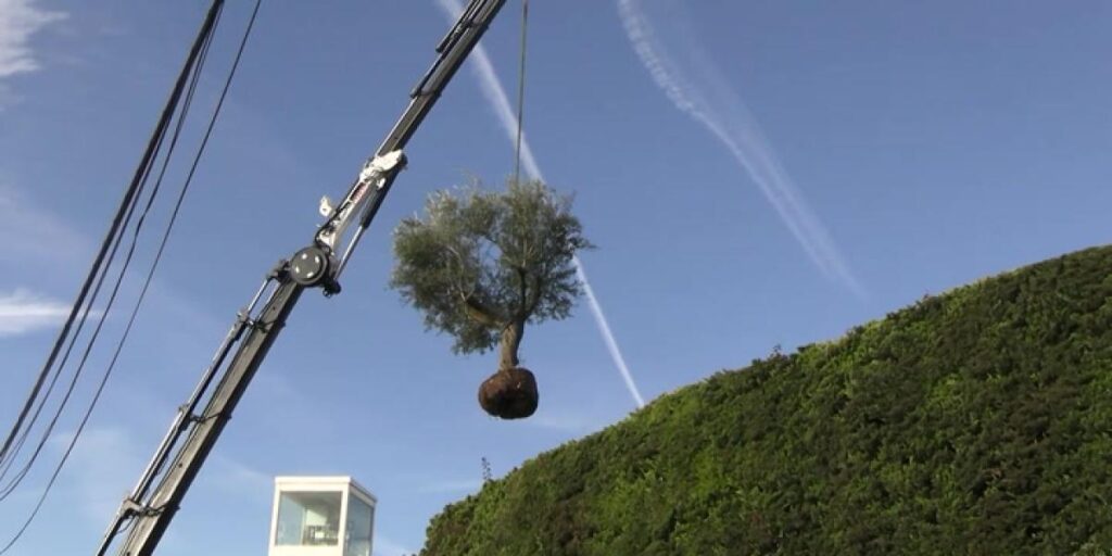 El curioso motivo por el que Shakira se lleva a Miami hasta los árboles de su casa de Barcelona