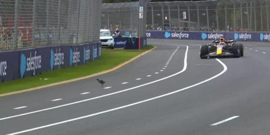 El susto que se dio Verstappen... ¡con un pájaro!