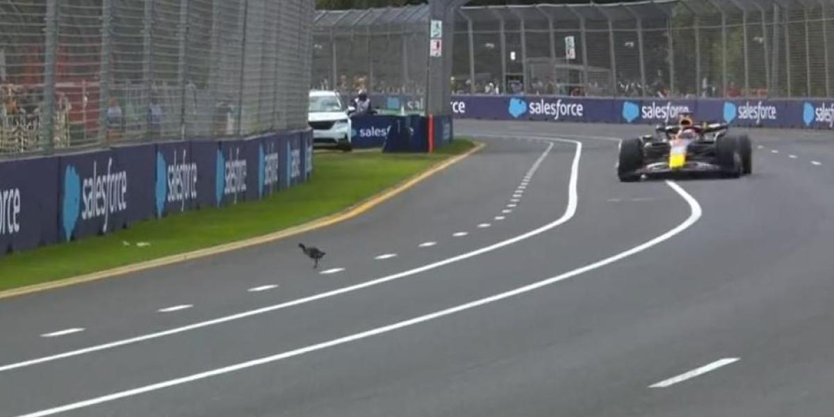 El susto que se dio Verstappen... ¡con un pájaro!