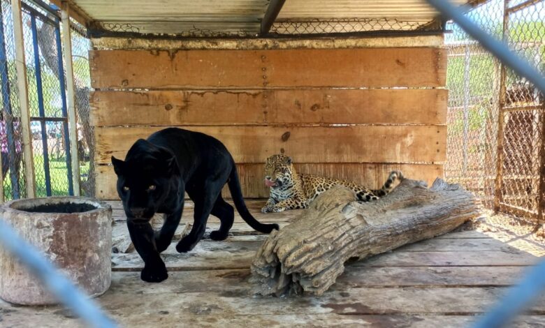 En Día de la Tierra, FGR asegura tigres, leones y más animales salvajes