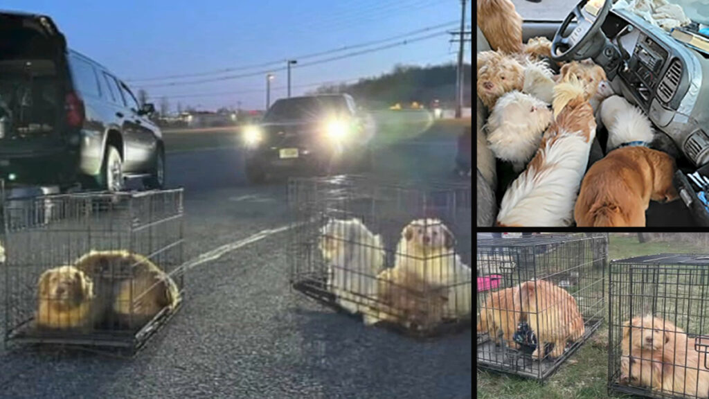 Encuentran decenas de perros y gatos dentro de camión