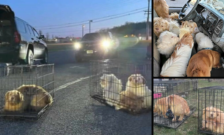 Encuentran decenas de perros y gatos dentro de camión