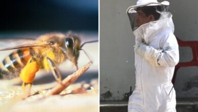 Enjambre de abejas africanas ataca a varias personas en Colima