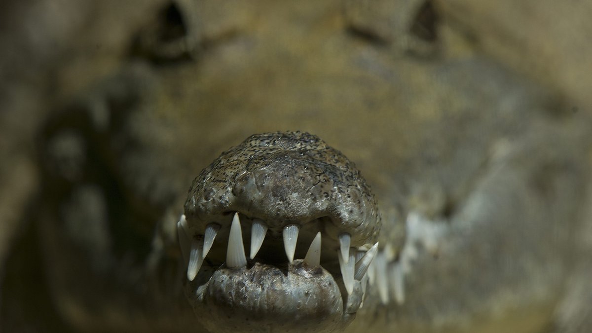 Escapó de un brutal ataque de cocodrilo al clavarle sus dedos en los ojos