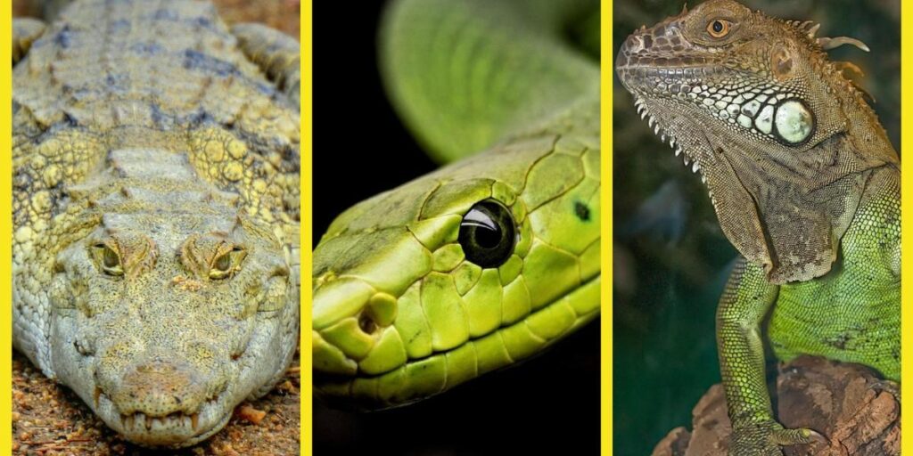 Este es el 'peligroso réptil' que comparten Georgina Rodríguez y Rosalía