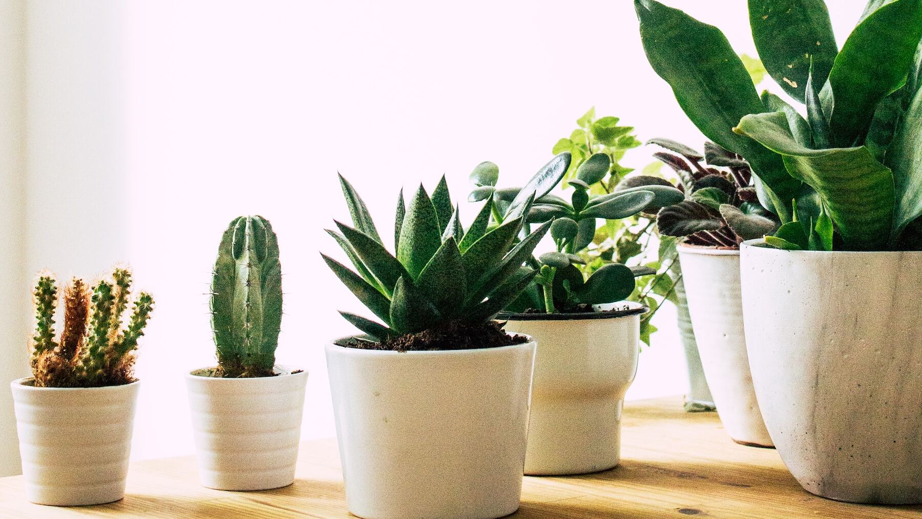 Este es el motivo por el que las plantas emiten sonidos