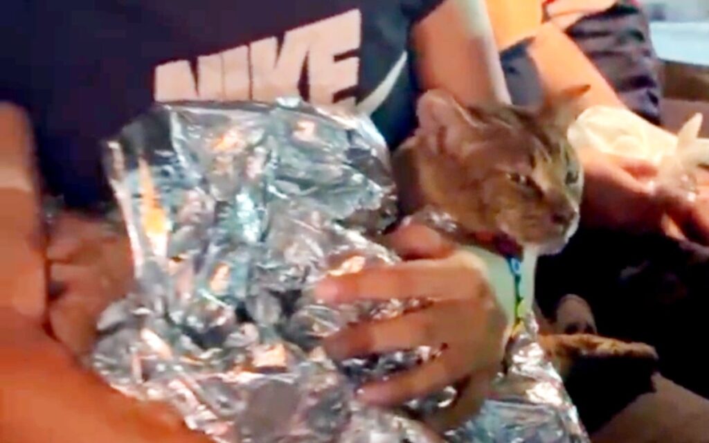 Gatito rescatado de incendio en Central de Abastos se encuentra delicado