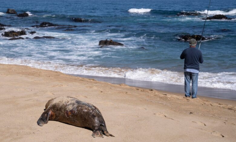 Gripe aviar ataca animales marinos: mueren 1,535 lobos y 730 pingüinos en Chile