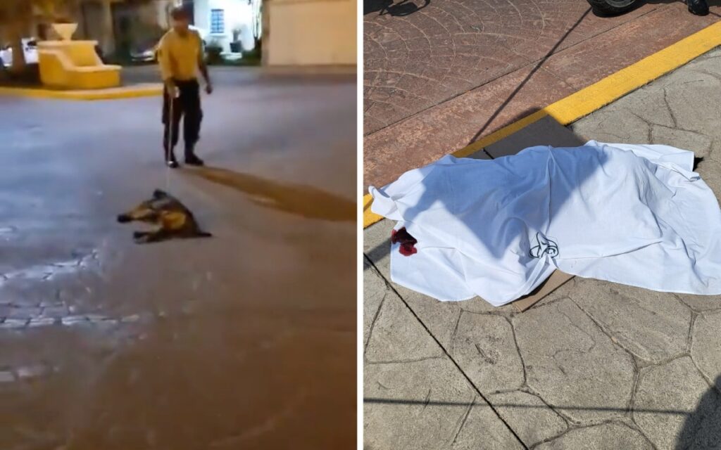 Guardia de seguridad ahorca y mata a perro en Pachuca | Video